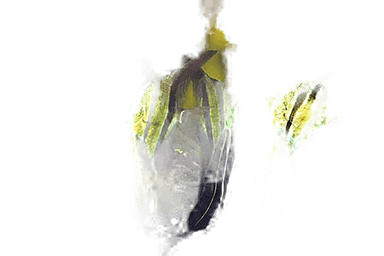 Altum Orinoco