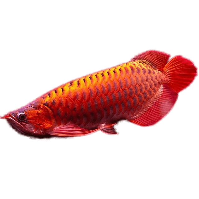 Arwana Super Red