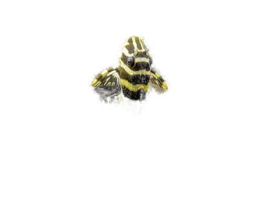 Pleco L134