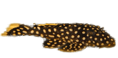 Pleco L18
