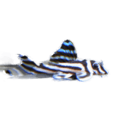 Pleco L46