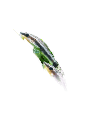Otocinclus