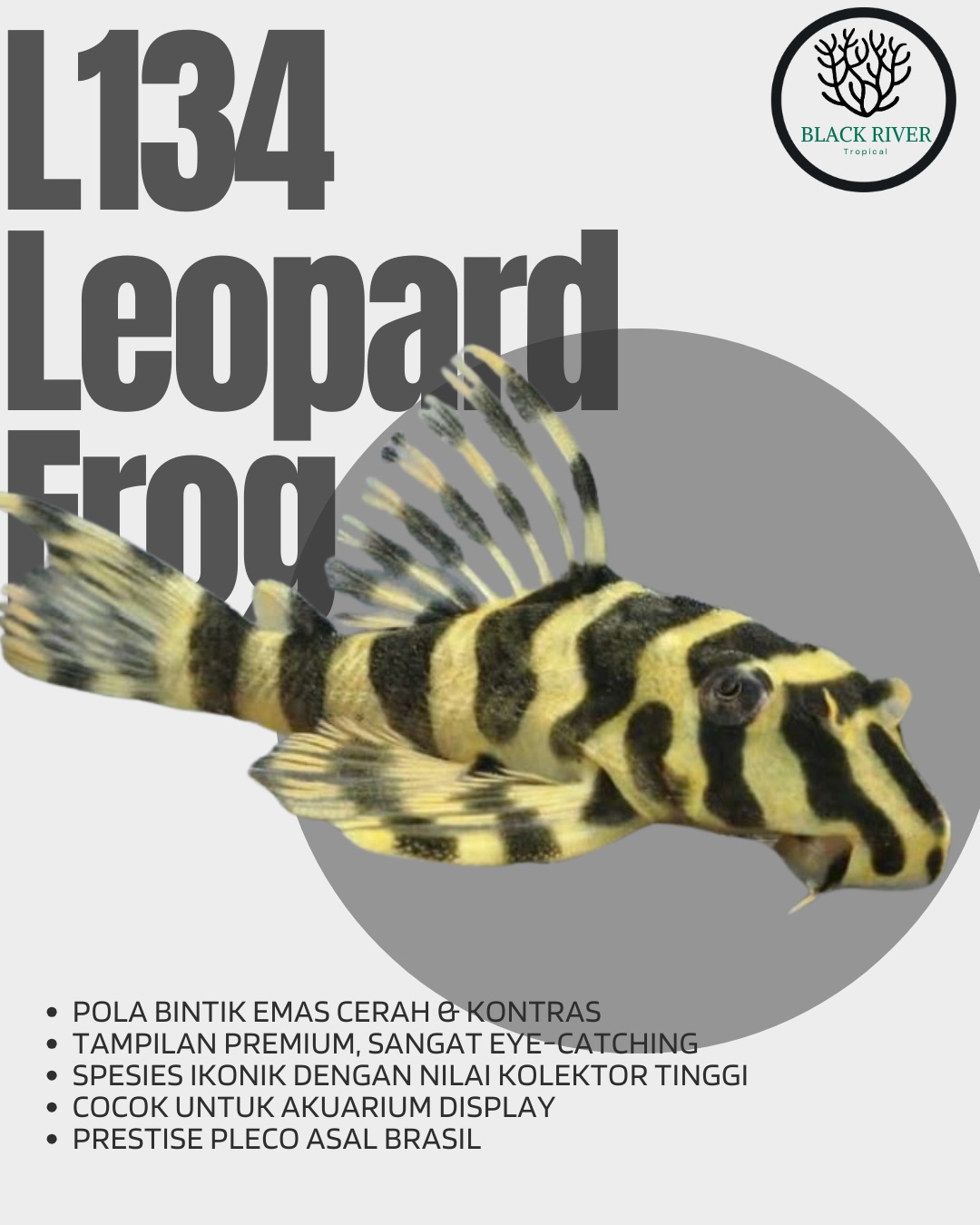L134 Leopard Frog Pleco