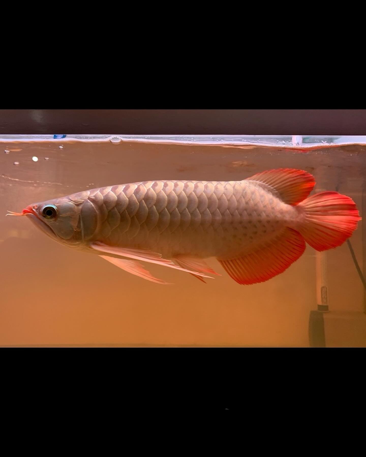 Super Red Arowana