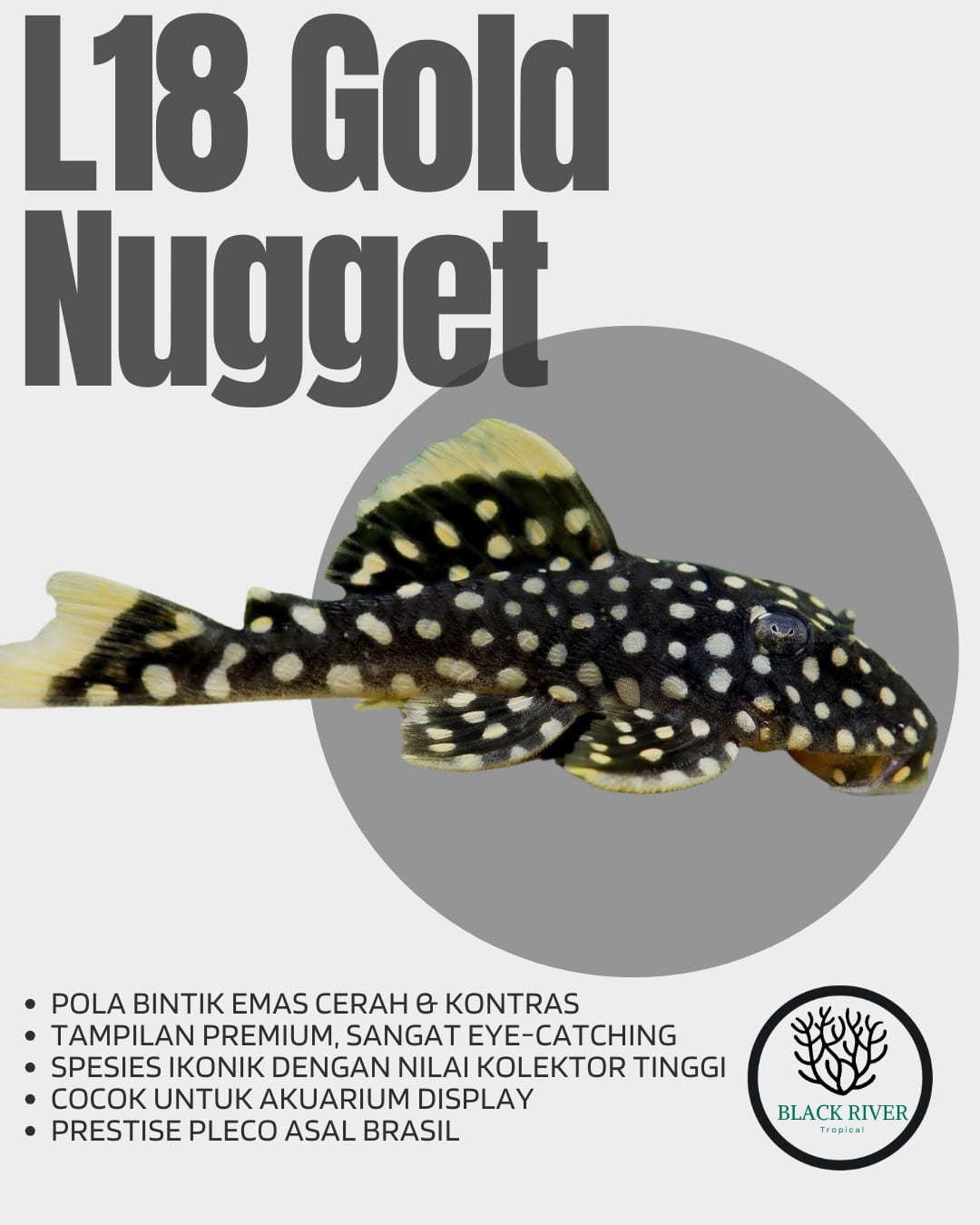Pleco L18