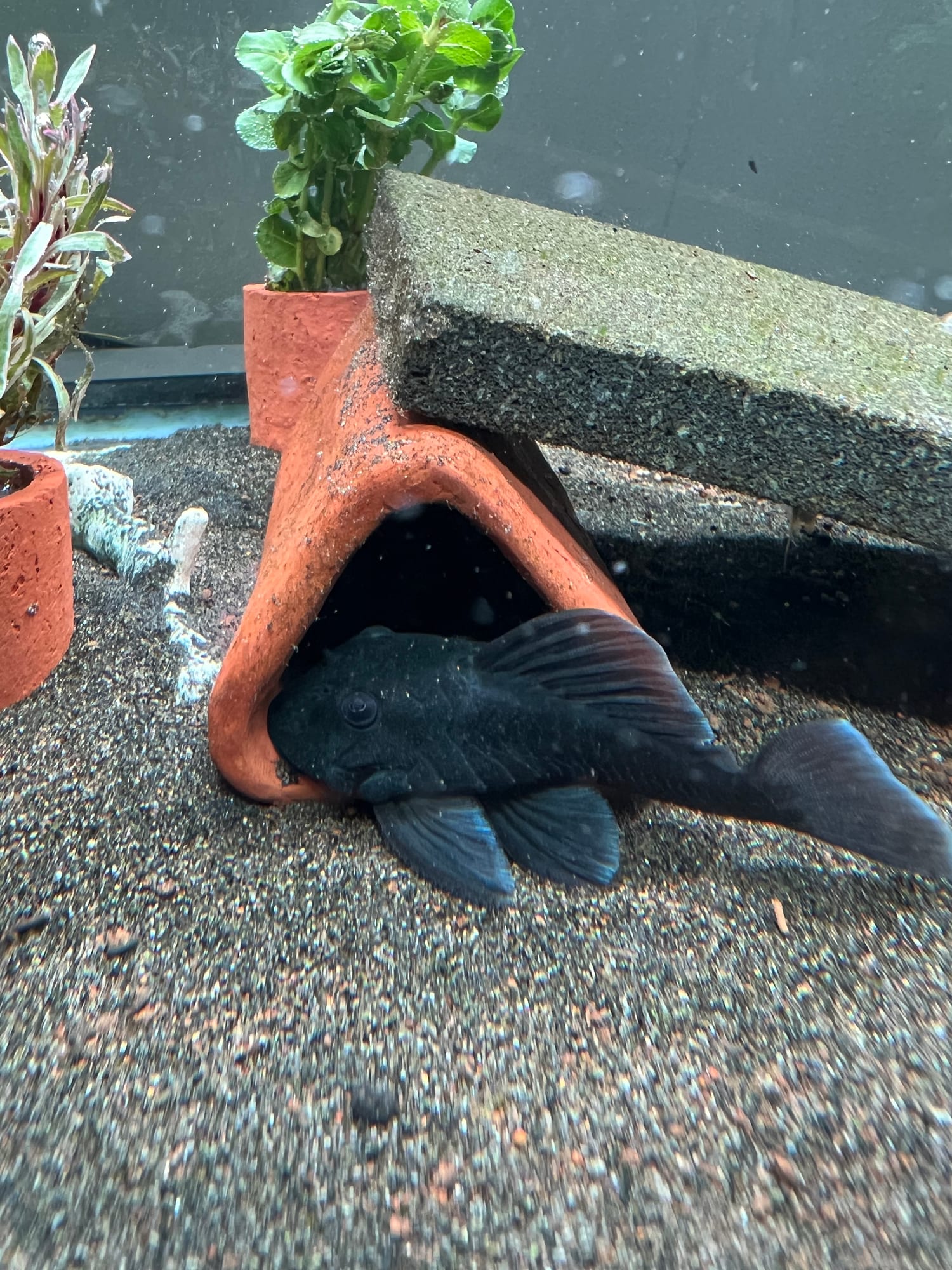 Pleco L239
