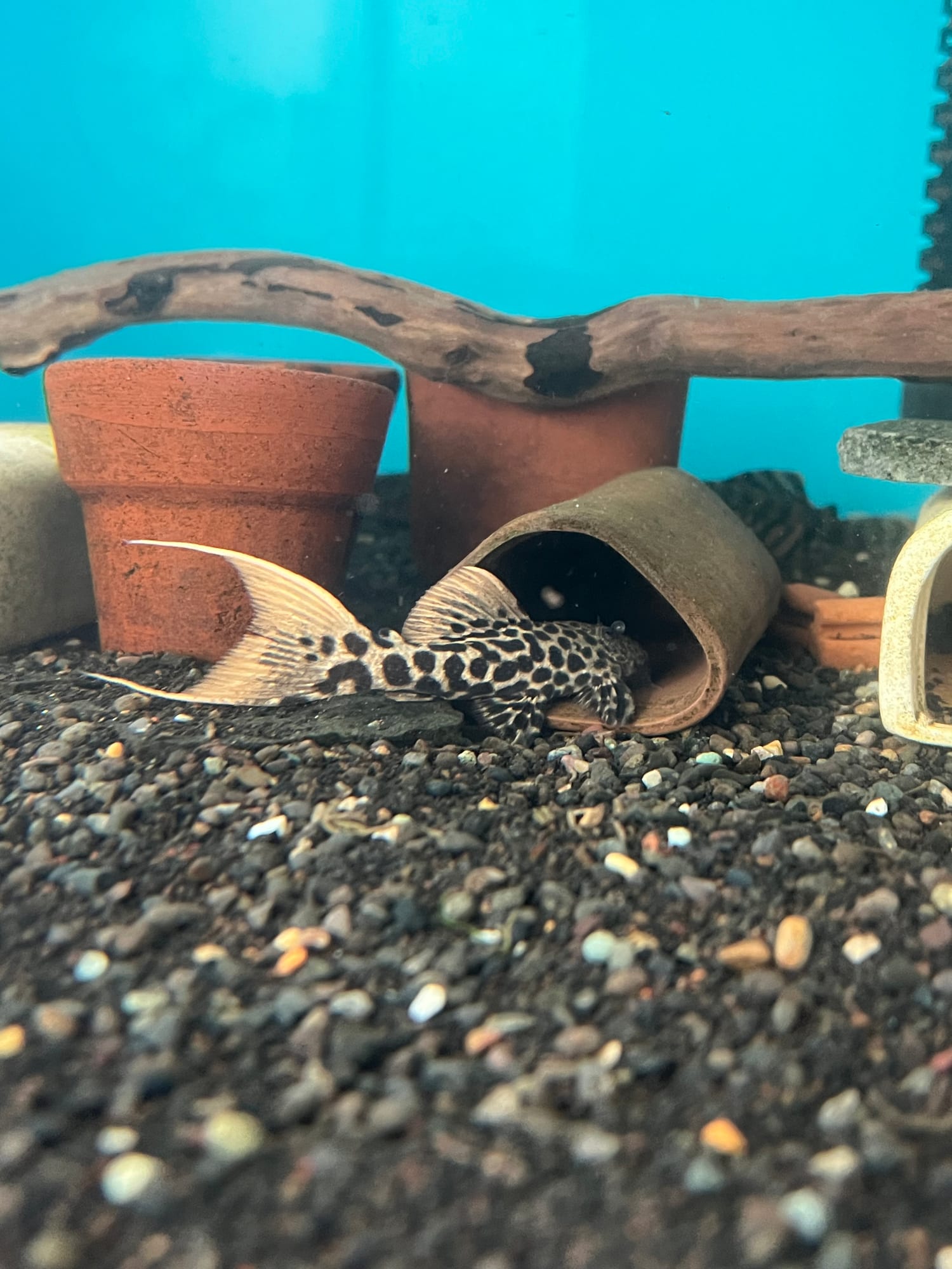 Pleco L273 Titanic