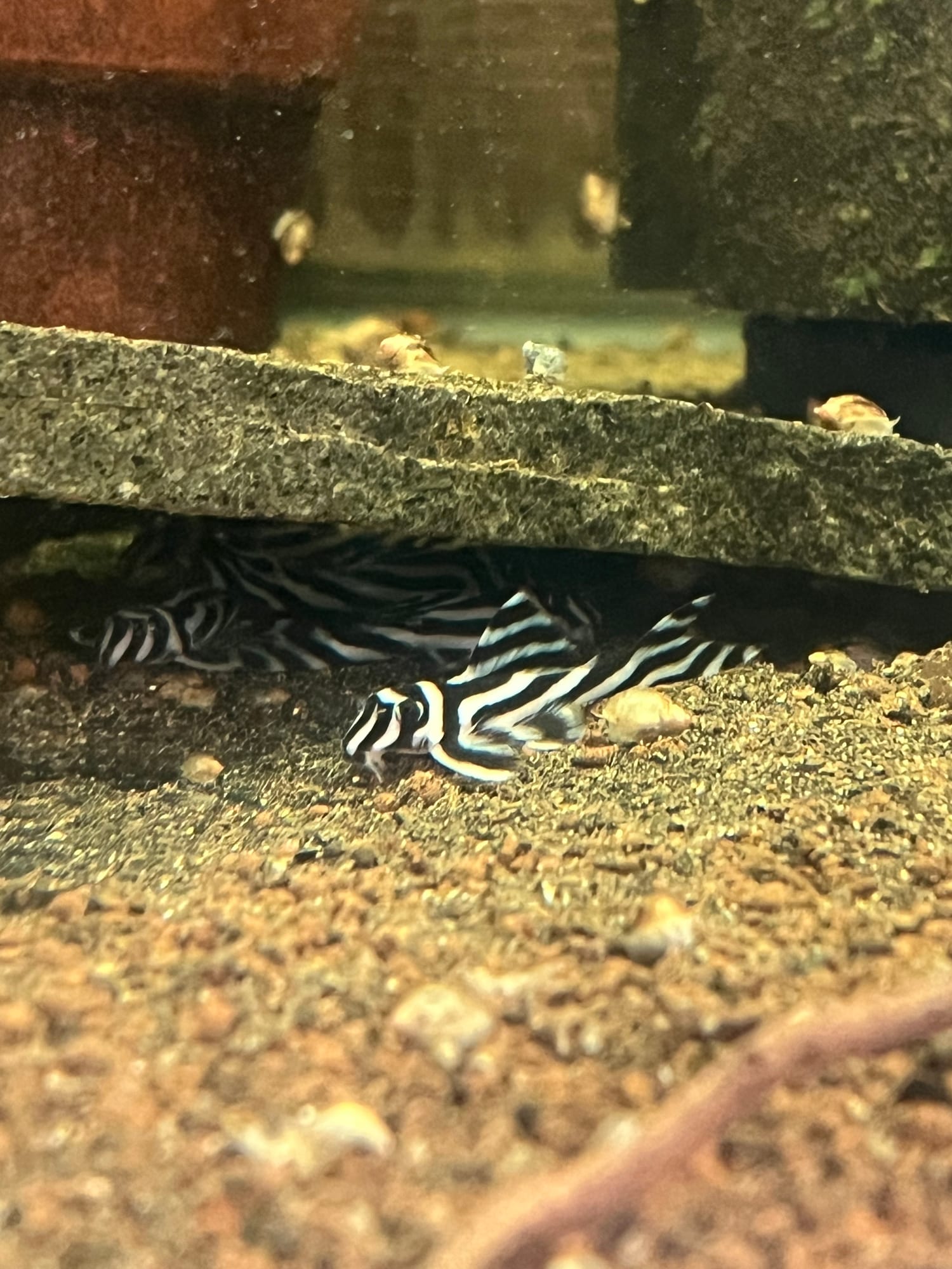 Pleco L46 Zebra