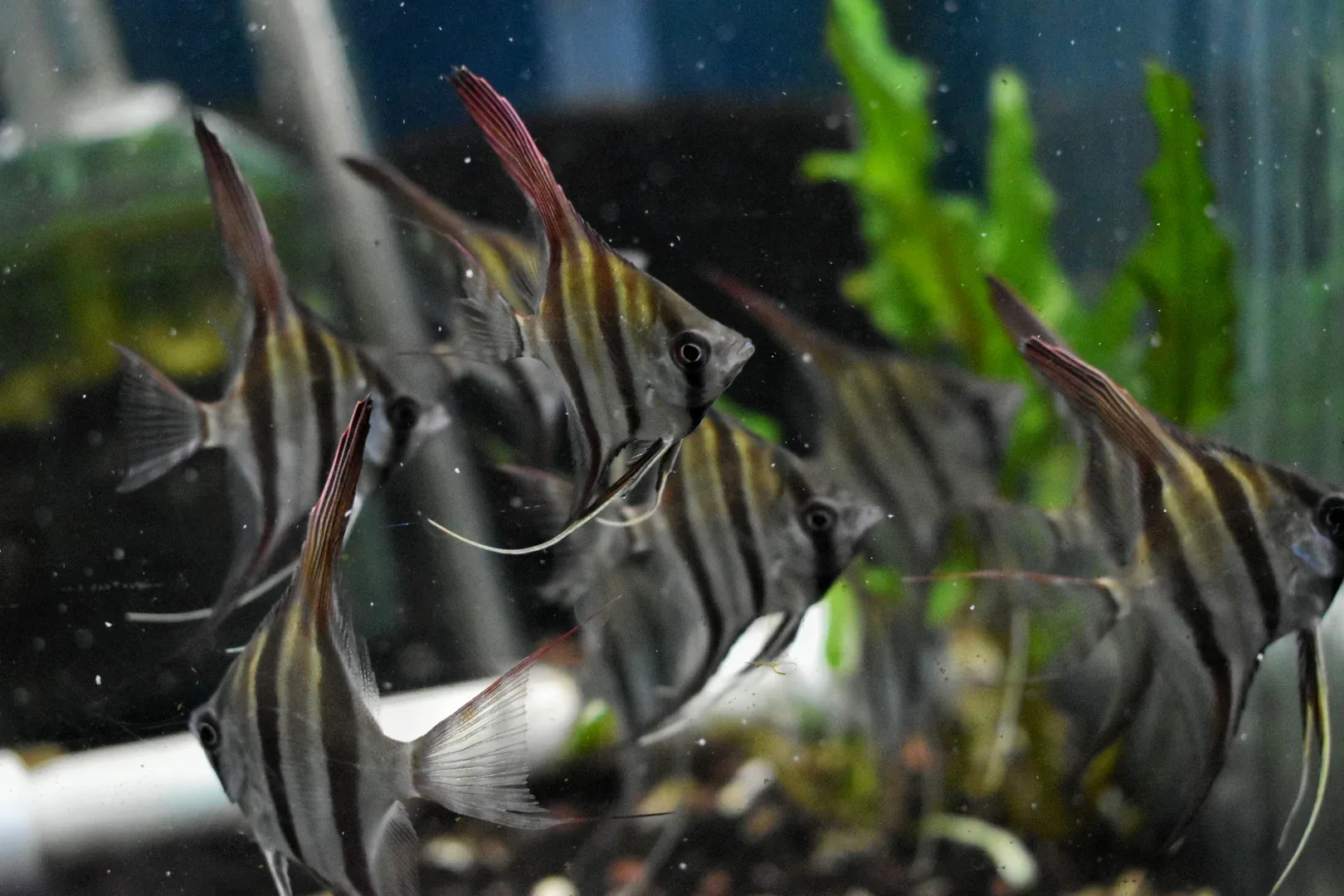 Altum Orinoco