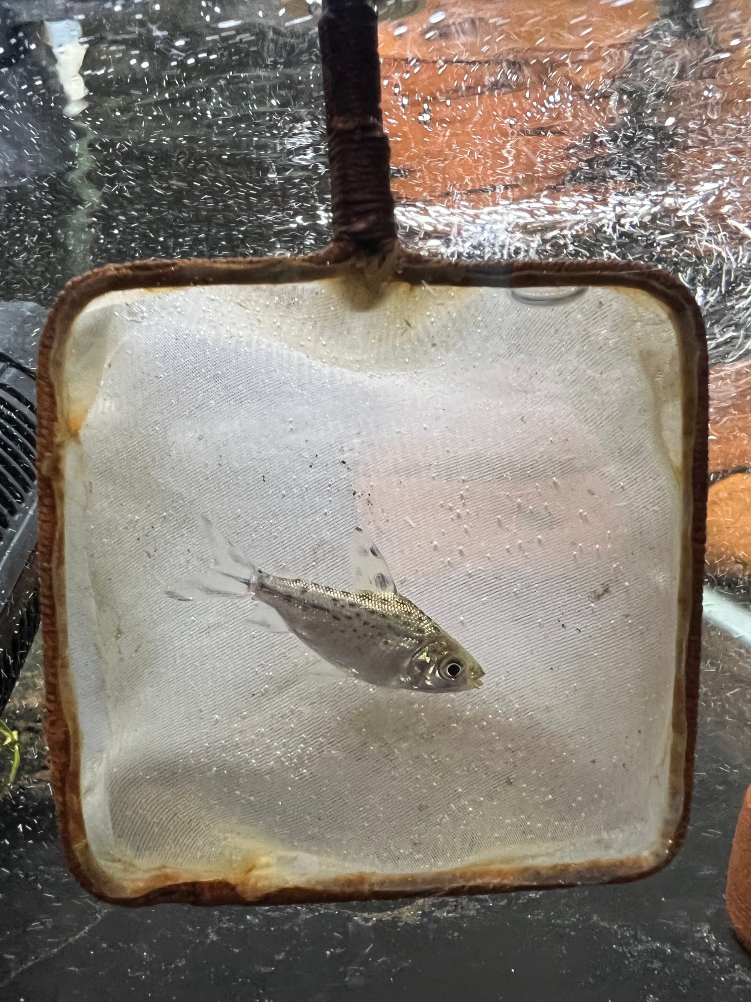 Red Tail Prochilodus - RFF