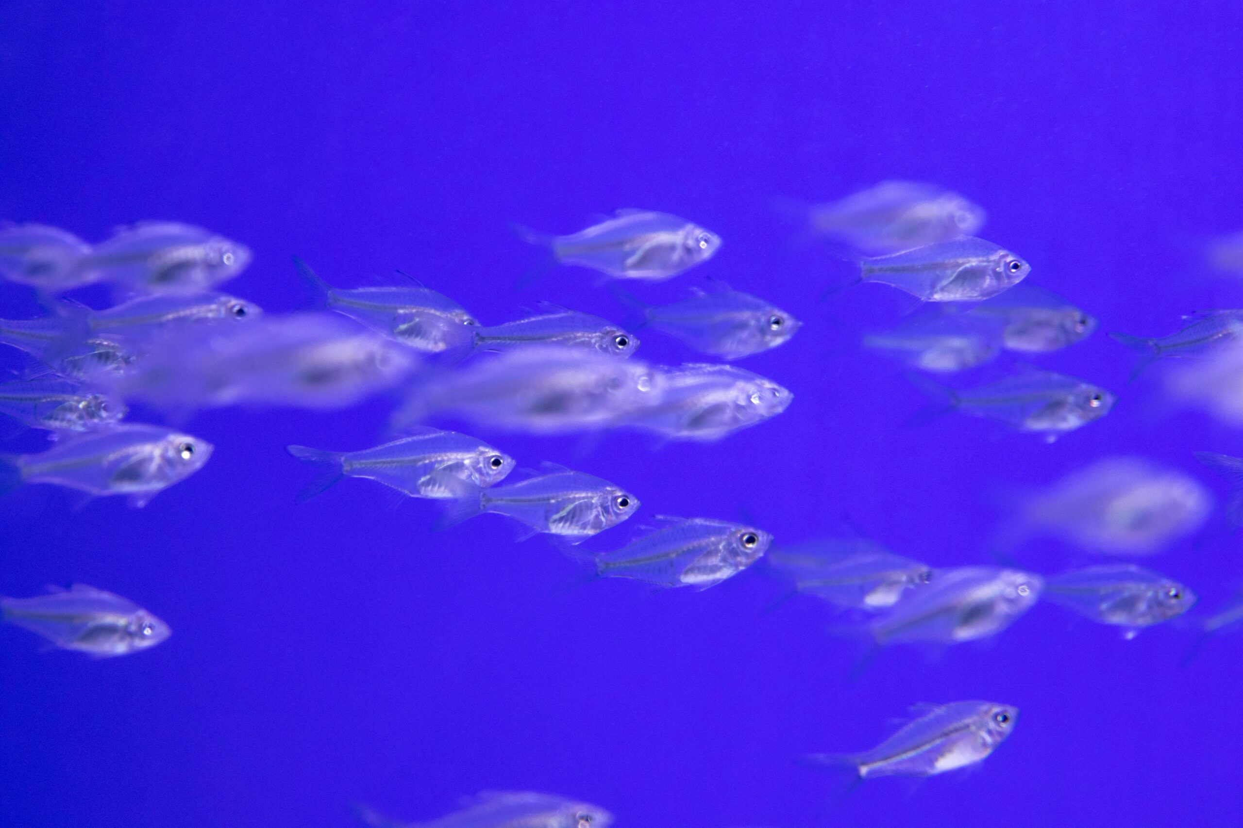 A vibrant school of silver fish swimming in a vivid blue underwater aquarium setting.